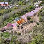 Aerial view of a terraced hillside garden with bright orange, pink, and purple flower beds surrounded by trees and a nearby village area.