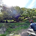 Sunlit park with a sprawling tree supported by braces, a red torii gate in the background, and people at wooden picnic tables nearby.
