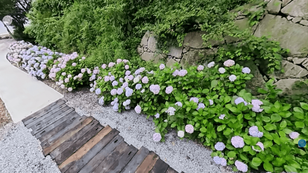 Hydrangea bushes with light purple flowers lining a stone wall beside a wooden walkway and gravel path.