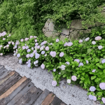 Hydrangea bushes with light purple flowers lining a stone wall beside a wooden walkway and gravel path.