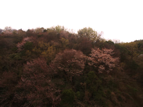 大串半島の桜